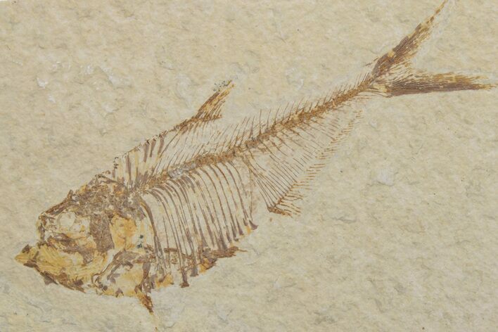 Bargain, Fossil Fish (Diplomystus) - Green River Formation #217532